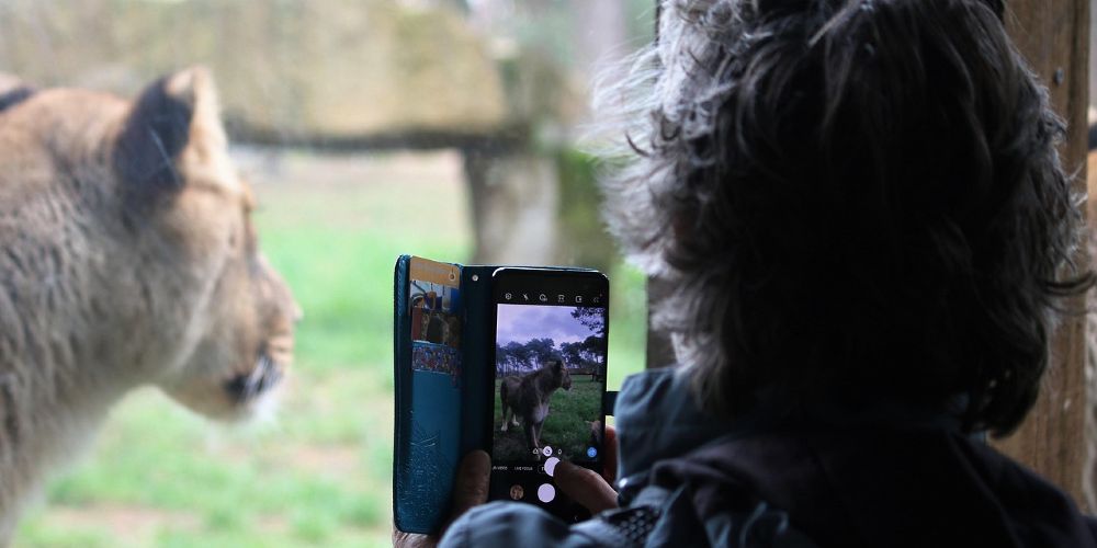Tips for Shooting Macro Photos on a Smartphone